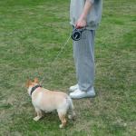 PINA 26ft Retractable Leash for All Dogs