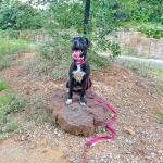 Voyager Reflective Dog Leash and Collar Set - Fuchsia