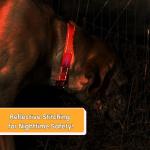 Personalized Reflective Dog Collars - Customizable Sizes