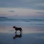 2-Pack LED Dog Collars for Night Walking