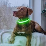 LED Rechargeable Dog Collar - Neon Green