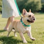 Joytale Adjustable Reflective Dog Collar for Medium Dogs