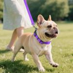 Joytale Reflective Purple Dog Collar for Medium Dogs
