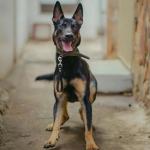 Heavy Duty 9-Inch Dog Training Leash