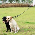iYoShop Tangle-Free Dual Dog Leash with Bungee