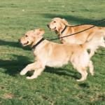 Double Dog Leash | Reflective | Tangle-Free Design