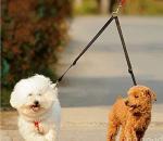 No Tangle Dog Leash Coupler for Two Dogs