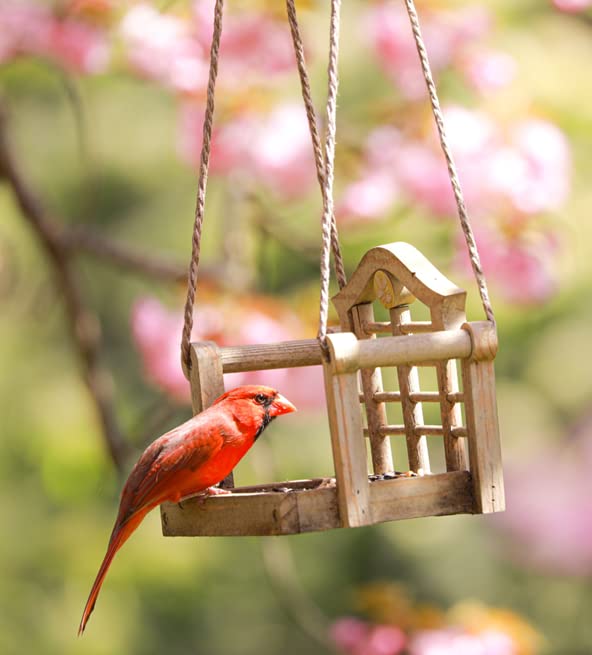 Cardinal Blend Wild Bird Food, 4-Pound Bag
