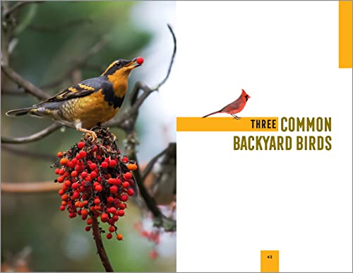 Beginner's Birding Adventures: Field Notes on 150 North American Species