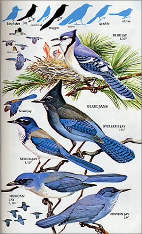 Field Guide: Birds of North America (Golden Field Guide)