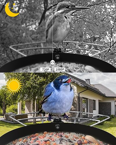Smart Bird Feeder with Camera, Solar Metal