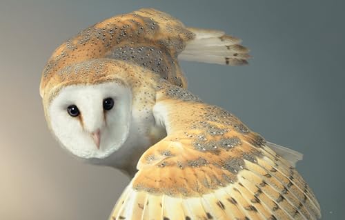 Birds' Paradise