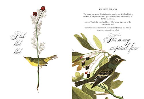 Effin' Birds: Identification Field Guide for Wild Birds