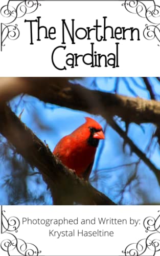 Brighten your backyard with the Northern Cardinal songbird