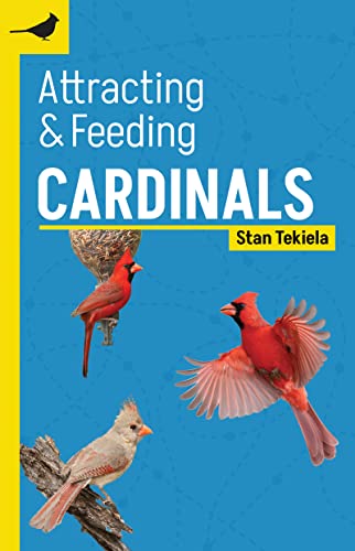 Cardinal Attraction Guide For Backyard Bird Feeding