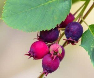 Native Berry Tree – 2 Year Old Serviceberry