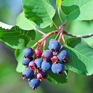 Live Serviceberry Trees for Your Backyard Garden