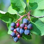 Live Serviceberry Trees for Your Backyard Garden