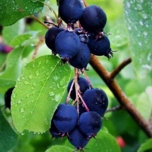 Beautiful 2-Year Serviceberry Potted Plant