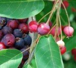 Potted Juneberry Plant - Ideal for Gardens