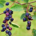 Live Serviceberry Tree Plant 6-12 Inches Tall
