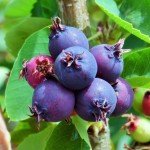 Live Serviceberry Trees for Your Backyard Garden