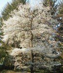 Potted Juneberry Plant - Ideal for Gardens