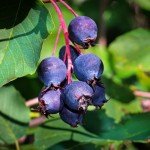 Live Serviceberry Trees for Your Backyard Garden