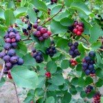 Live Serviceberry Trees for Your Backyard Garden