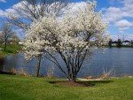 Live Serviceberry Trees for Your Backyard Garden