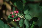 Live Serviceberry Trees for Your Backyard Garden