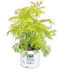 Lemony Lace Elderberry Shrub - Proven Winners