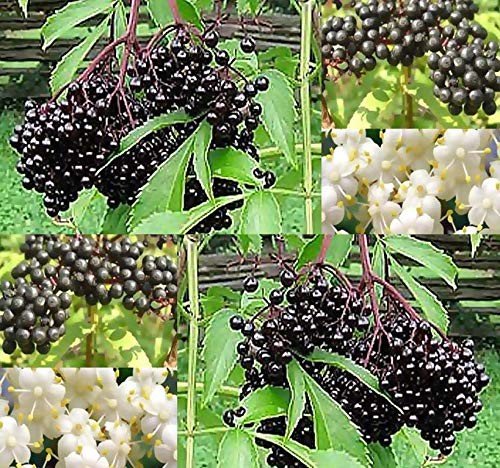1,000 Non-GMO American Elderberry Seeds Pack