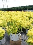 Lemony Lace Elderberry Shrub - Proven Winners