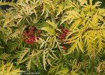 Lemony Lace Elderberry Shrub - Proven Winners