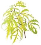 Lemony Lace Elderberry Shrub - Proven Winners