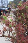 Lemony Lace Elderberry Shrub - Proven Winners