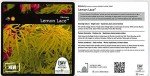 Lemony Lace Elderberry Shrub - Proven Winners