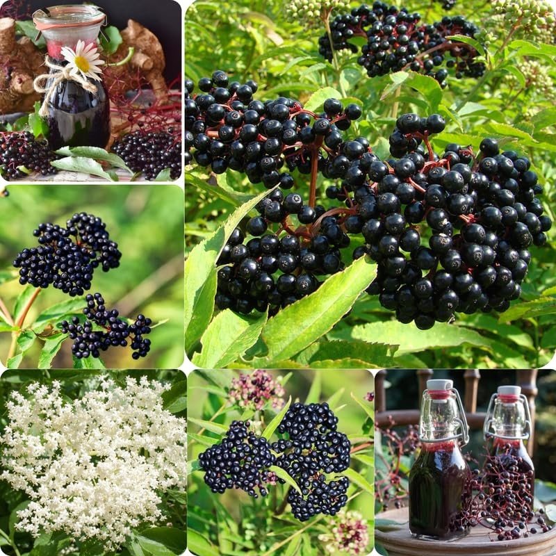 Elderberry Plants - Live Sweet Bushes for Your Garden