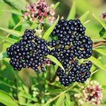 Elderberry Plants - Live Sweet Bushes for Your Garden