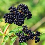 Elderberry Plants - Live Sweet Bushes for Your Garden