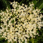 Elderberry Plants - Live Sweet Bushes for Your Garden