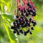 Elderberry Plants - Live Sweet Bushes for Your Garden