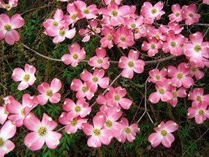 Pink Dogwood Tree in 3-inch Pot