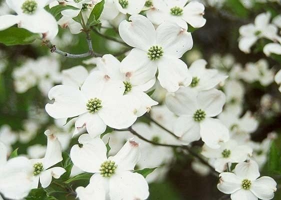 White Dogwood Tree - 2-3 Feet Tall