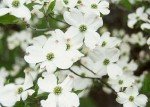 White Dogwood Tree - 2-3 Feet Tall