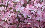 Pink Dogwood Tree in 3-inch Pot