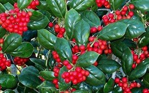 Dwarf Burford Holly for Your Backyard Garden