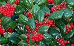 Dwarf Burford Holly for Your Backyard Garden