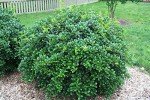 Dwarf Burford Holly for Your Backyard Garden